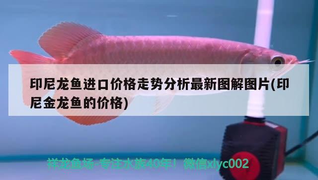 印尼龍魚進口價格走勢分析最新圖解圖片(印尼金龍魚的價格) 觀賞魚進出口