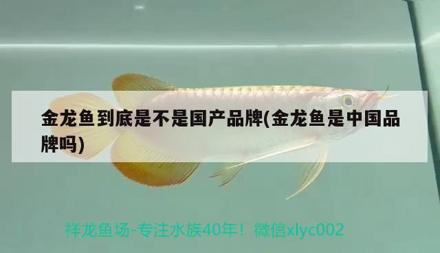 金龍魚到底是不是國產(chǎn)品牌(金龍魚是中國品牌嗎)