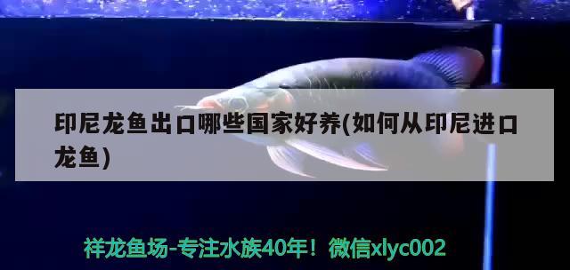 我的長明虎被打得遍體鱗傷也不明了 虎魚百科 第2張