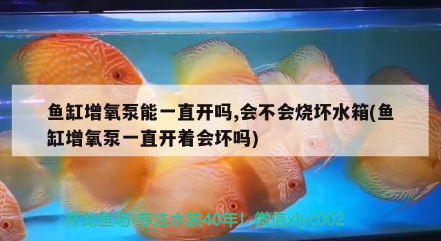 新手入坑剛買的銀龍魚