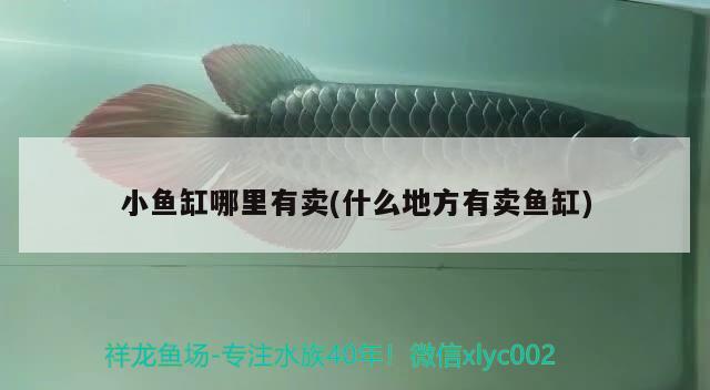 小魚(yú)缸哪里有賣(mài)(什么地方有賣(mài)魚(yú)缸)