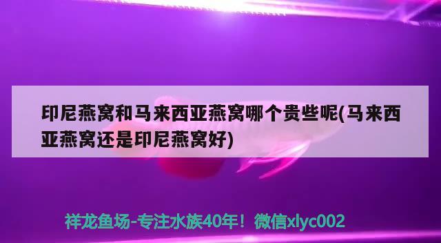 印尼燕窩和馬來西亞燕窩哪個貴些呢(馬來西亞燕窩還是印尼燕窩好) 馬來西亞燕窩