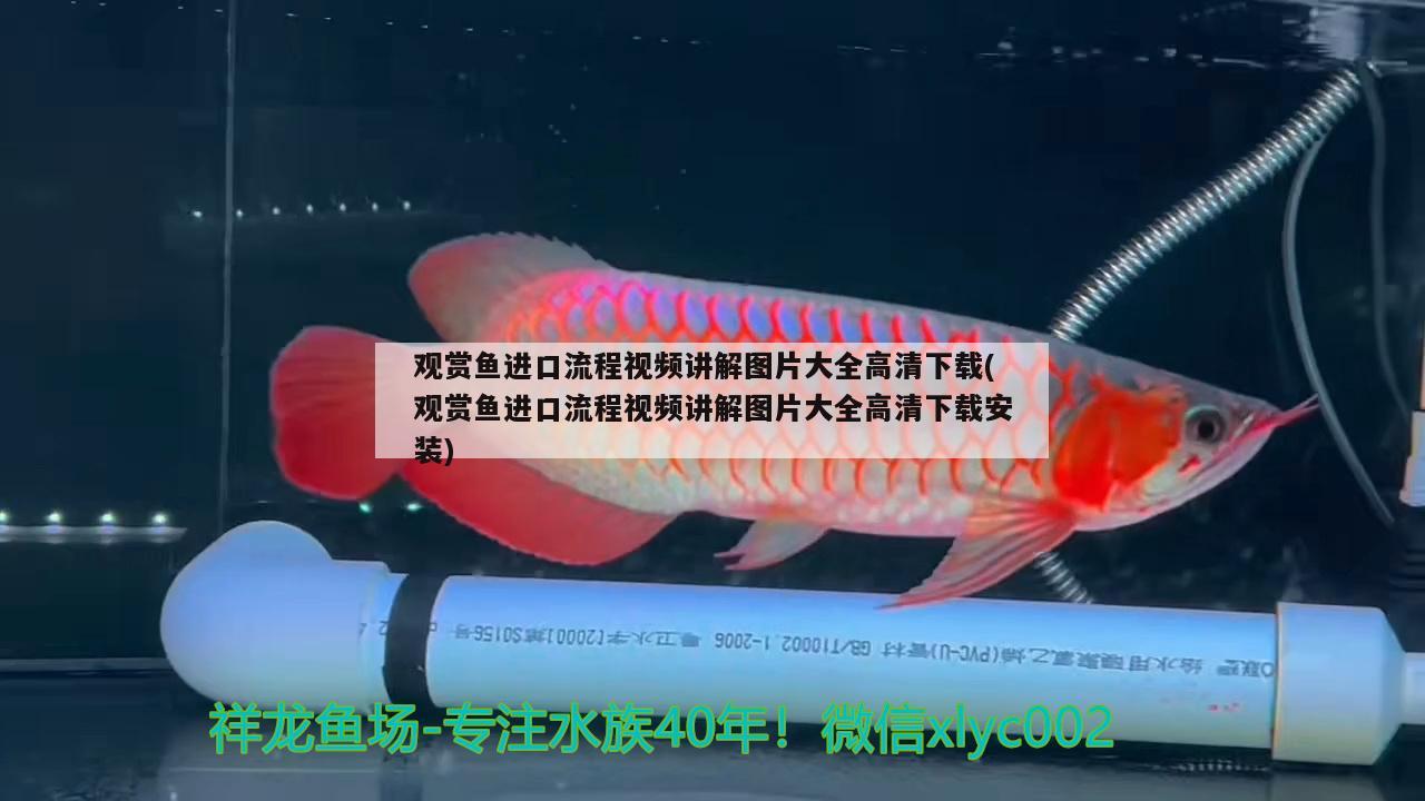 觀賞魚進口流程視頻講解圖片大全高清下載(觀賞魚進口流程視頻講解圖片大全高清下載安裝) 觀賞魚進出口