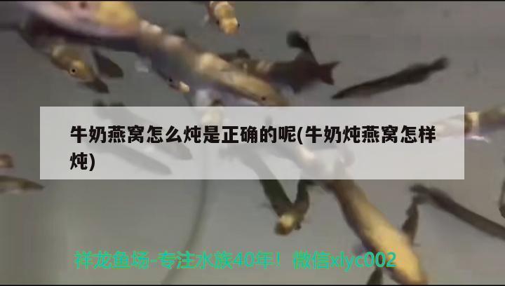 牛奶燕窩怎么燉是正確的呢(牛奶燉燕窩怎樣燉) 馬來西亞燕窩