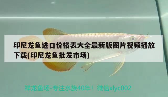 印尼龍魚(yú)進(jìn)口價(jià)格表大全最新版圖片視頻播放下載(印尼龍魚(yú)批發(fā)市場(chǎng)) 龍魚(yú)批發(fā)