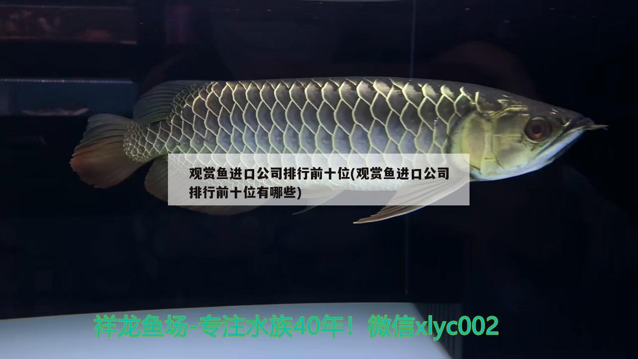 觀賞魚進(jìn)口公司排行前十位(觀賞魚進(jìn)口公司排行前十位有哪些) 觀賞魚進(jìn)出口