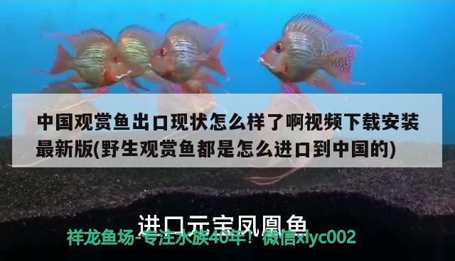 中國觀賞魚出口現(xiàn)狀怎么樣了啊視頻下載安裝最新版(野生觀賞魚都是怎么進口到中國的)