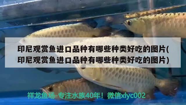 銀龍魚和青龍魚的區(qū)別是什么(銀龍魚和紅龍魚的區(qū)別) 青龍魚 第1張