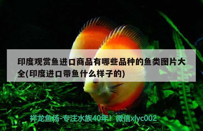 印度觀賞魚進口商品有哪些品種的魚類圖片大全(印度進口帶魚什么樣子的) 觀賞魚進出口