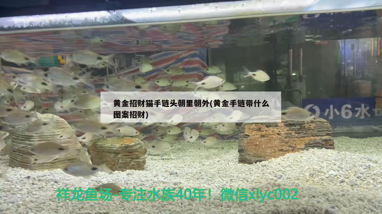 銀色的燕魚是什么品種(銀色燕子魚)