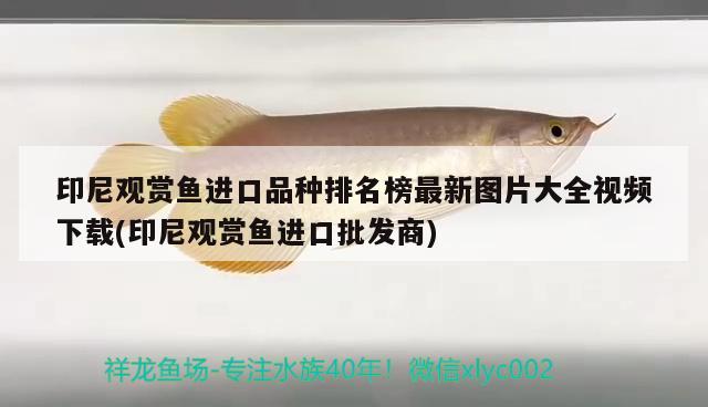 印尼觀賞魚進(jìn)口品種排名榜最新圖片大全視頻下載(印尼觀賞魚進(jìn)口批發(fā)商) 觀賞魚進(jìn)出口