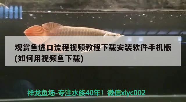 觀賞魚進口流程視頻教程下載安裝軟件手機版(如何用視頻魚下載) 觀賞魚進出口