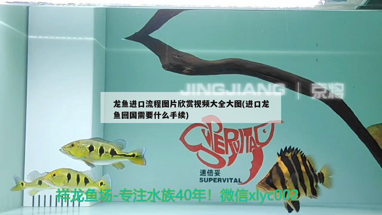 龍魚進(jìn)口流程圖片欣賞視頻大全大圖(進(jìn)口龍魚回國(guó)需要什么手續(xù)) 觀賞魚進(jìn)出口