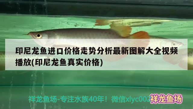 印尼龍魚進(jìn)口價(jià)格走勢分析最新圖解大全視頻播放(印尼龍魚真實(shí)價(jià)格) 觀賞魚進(jìn)出口