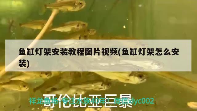 魚缸燈架安裝教程圖片視頻(魚缸燈架怎么安裝) 黃金夢幻雷龍魚