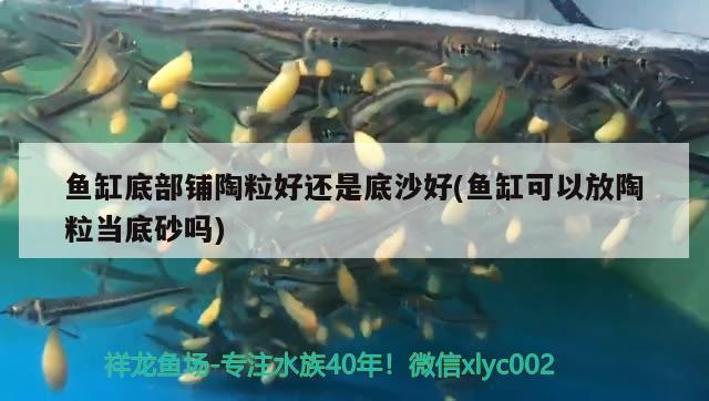 魚缸底部鋪陶粒好還是底沙好(魚缸可以放陶粒當(dāng)?shù)咨皢?