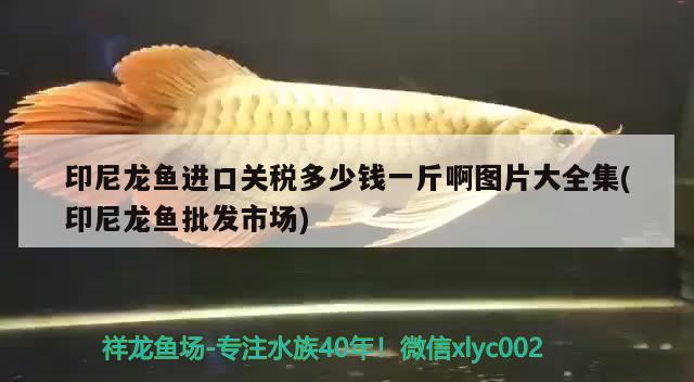 印尼龍魚進口關稅多少錢一斤啊圖片大全集(印尼龍魚批發(fā)市場)