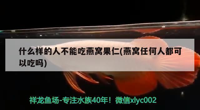 什么樣的人不能吃燕窩果仁(燕窩任何人都可以吃嗎) 馬來西亞燕窩