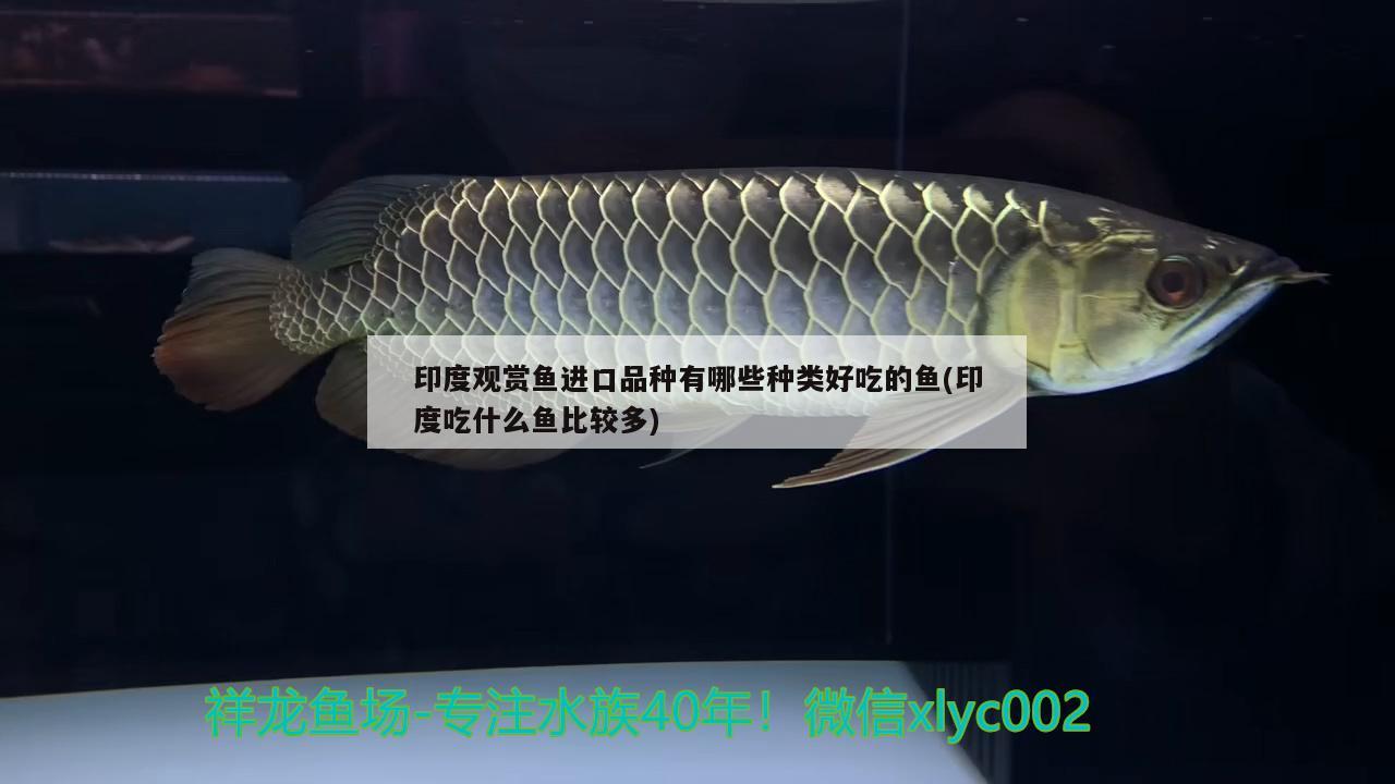 印度觀賞魚進(jìn)口品種有哪些種類好吃的魚(印度吃什么魚比較多) 觀賞魚進(jìn)出口