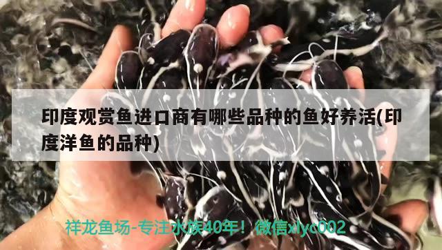 印度觀賞魚進(jìn)口商有哪些品種的魚好養(yǎng)活(印度洋魚的品種) 觀賞魚進(jìn)出口