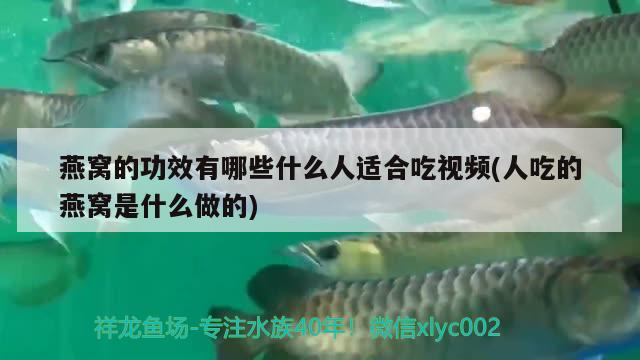 燕窩的功效有哪些什么人適合吃視頻(人吃的燕窩是什么做的) 馬來西亞燕窩