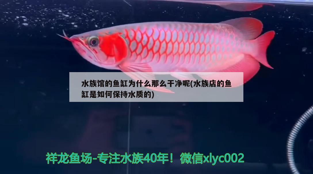 水族館的魚缸為什么那么干凈呢(水族店的魚缸是如何保持水質(zhì)的)