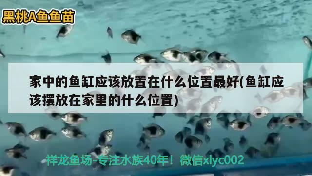 懷化哪里有水族館_(懷化哪里有水族館) 委內(nèi)瑞拉奧里諾三間魚苗 第3張