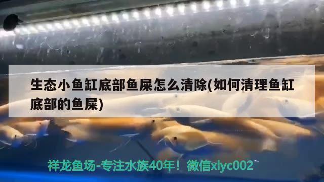 生態(tài)小魚缸底部魚屎怎么清除(如何清理魚缸底部的魚屎)