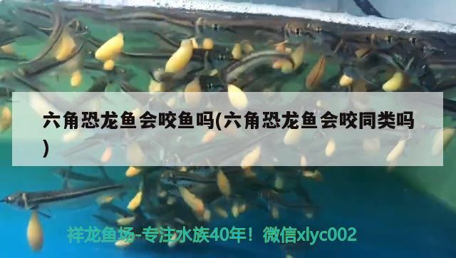 常德水族批發(fā)市場地址電話多少?。ǔ５滤a(chǎn)品批發(fā)市場在哪里）