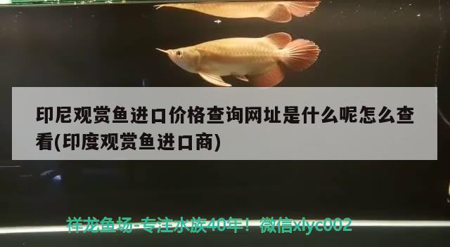 印尼觀賞魚進口價格查詢網(wǎng)址是什么呢怎么查看(印度觀賞魚進口商) 觀賞魚進出口 第2張