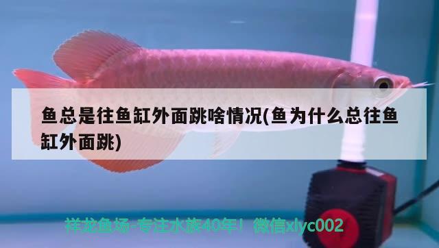 我的Tyrone魚戒