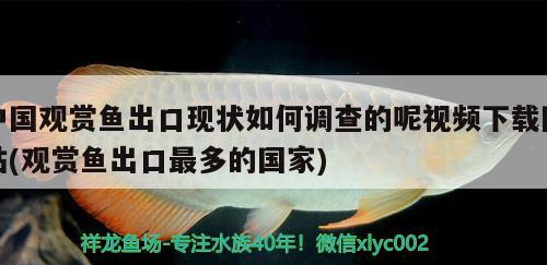 虎魚和龍魚混養(yǎng)怎么喂虎魚（小虎魚能和龍魚混養(yǎng)嗎）