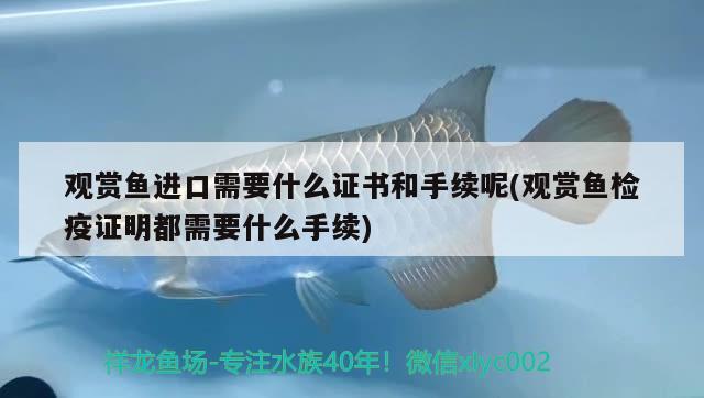 鞍山水族批發(fā)市場營業(yè)時間，鞍山水族批發(fā)市場營業(yè)時間是幾點(diǎn) 養(yǎng)魚知識 第2張