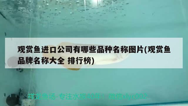 觀賞魚進口公司有哪些品種名稱圖片(觀賞魚品牌名稱大全排行榜) 觀賞魚進出口