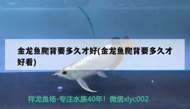 金龍魚爬背要多久才好(金龍魚爬背要多久才好看)