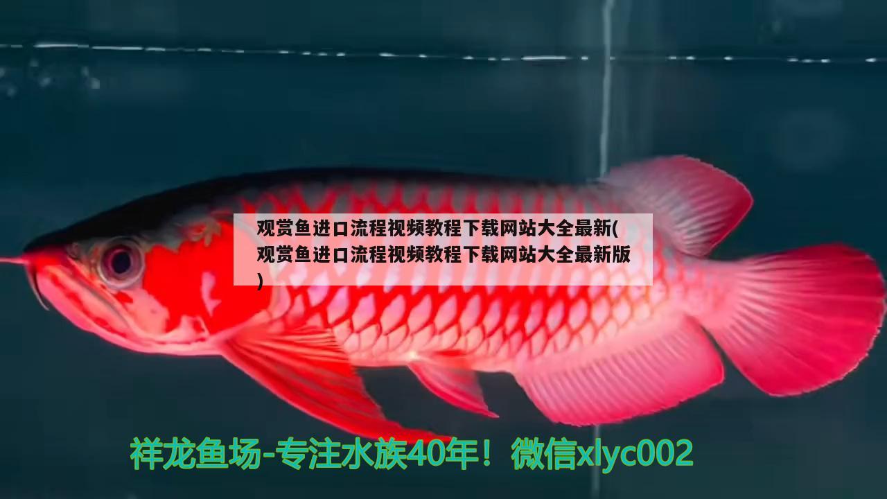 雷龍魚多長時(shí)間能長大（雷龍魚幾年可以繁殖） 觀賞魚