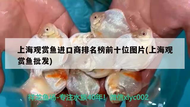 上海觀賞魚(yú)進(jìn)口商排名榜前十位圖片(上海觀賞魚(yú)批發(fā)) 觀賞魚(yú)進(jìn)出口