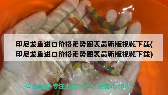 印尼龍魚進口價格走勢圖表最新版視頻下載(印尼龍魚進口價格走勢圖表最新版視頻下載)