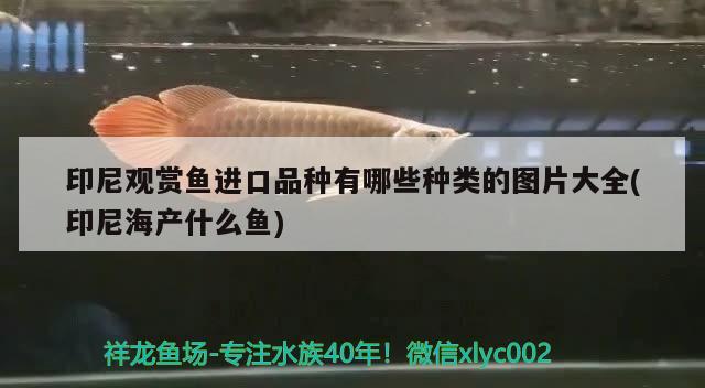 印尼觀賞魚(yú)進(jìn)口品種有哪些種類(lèi)的圖片大全(印尼海產(chǎn)什么魚(yú)) 觀賞魚(yú)進(jìn)出口