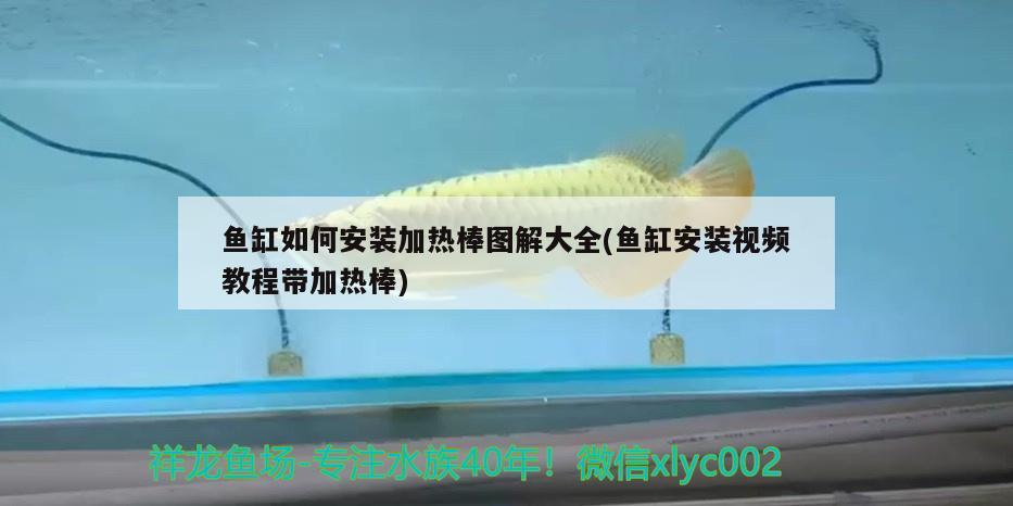 魚缸如何安裝加熱棒圖解大全(魚缸安裝視頻教程帶加熱棒) 稀有紅龍品種