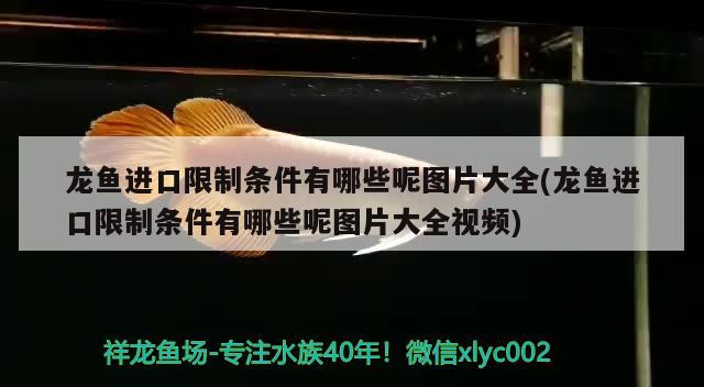 龍魚進口限制條件有哪些呢圖片大全(龍魚進口限制條件有哪些呢圖片大全視頻) 觀賞魚進出口