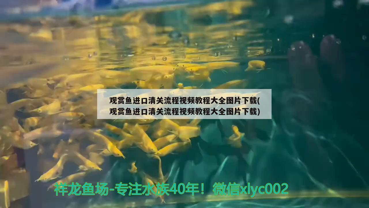 觀賞魚進口清關流程視頻教程大全圖片下載(觀賞魚進口清關流程視頻教程大全圖片下載) 觀賞魚進出口