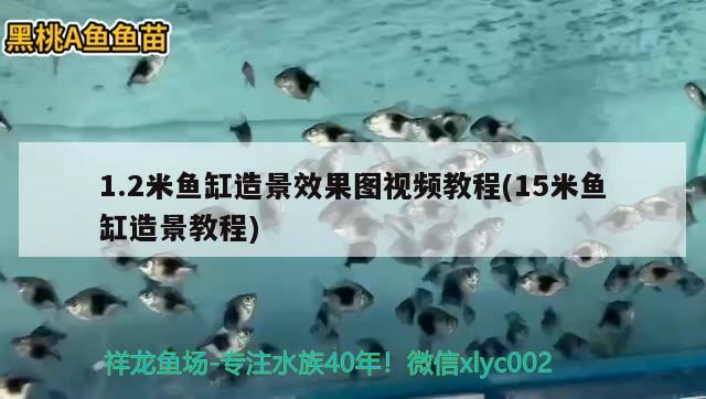 豬鼻龜在20度的水溫里會(huì)死嗎(豬鼻龜26度的水溫會(huì)得病嗎?) 豬鼻龜 第1張