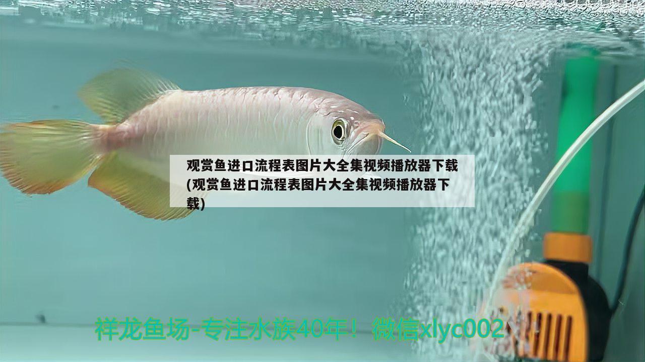 觀賞魚進口流程表圖片大全集視頻播放器下載(觀賞魚進口流程表圖片大全集視頻播放器下載) 觀賞魚進出口