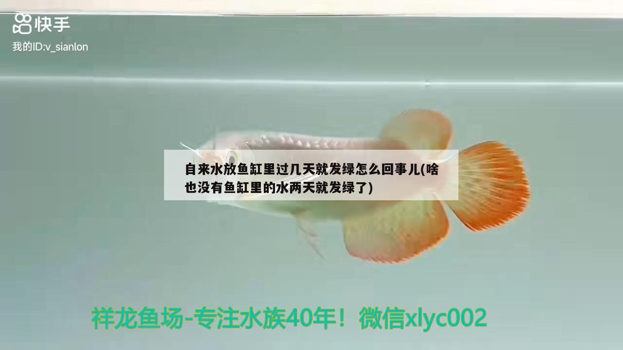 魚缸里加鹽的作用(魚缸加鹽好不好) 黃金夢幻雷龍魚 第1張