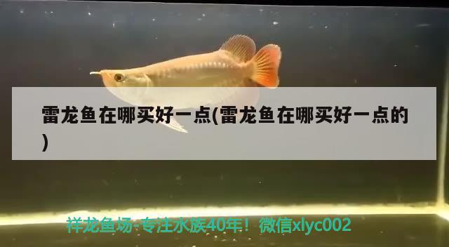 雷龍魚在哪買好一點(雷龍魚在哪買好一點的) 過背金龍魚