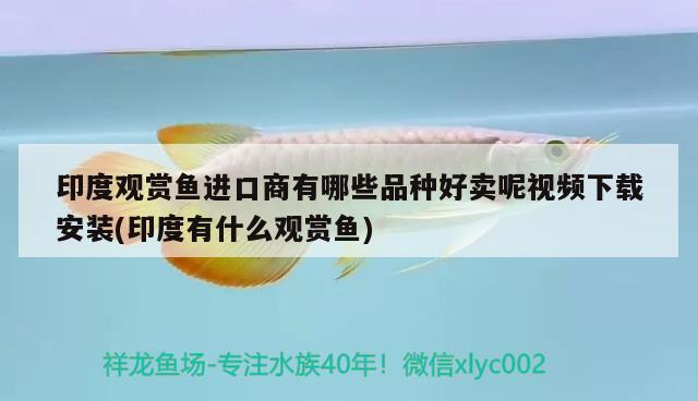 印度觀賞魚進(jìn)口商有哪些品種好賣呢視頻下載安裝(印度有什么觀賞魚) 觀賞魚進(jìn)出口