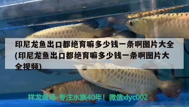 印尼龍魚出口都絕育嘛多少錢一條啊圖片大全(印尼龍魚出口都絕育嘛多少錢一條啊圖片大全視頻)