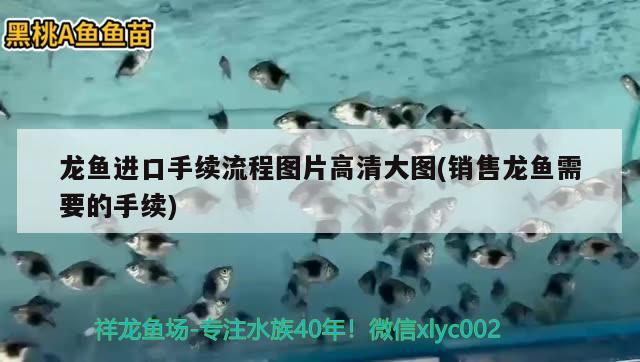 龍魚進口手續(xù)流程圖片高清大圖(銷售龍魚需要的手續(xù)) 觀賞魚進出口