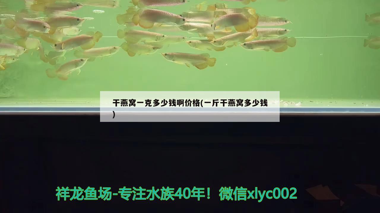 干燕窩一克多少錢啊價格(一斤干燕窩多少錢) 馬來西亞燕窩